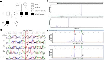 Case report: genetic analysis of a novel frameshift mutation in FMR1 gene in a Chinese family